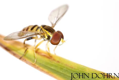 Macro photography can be a rewarding pursuit. example by John Dohrn