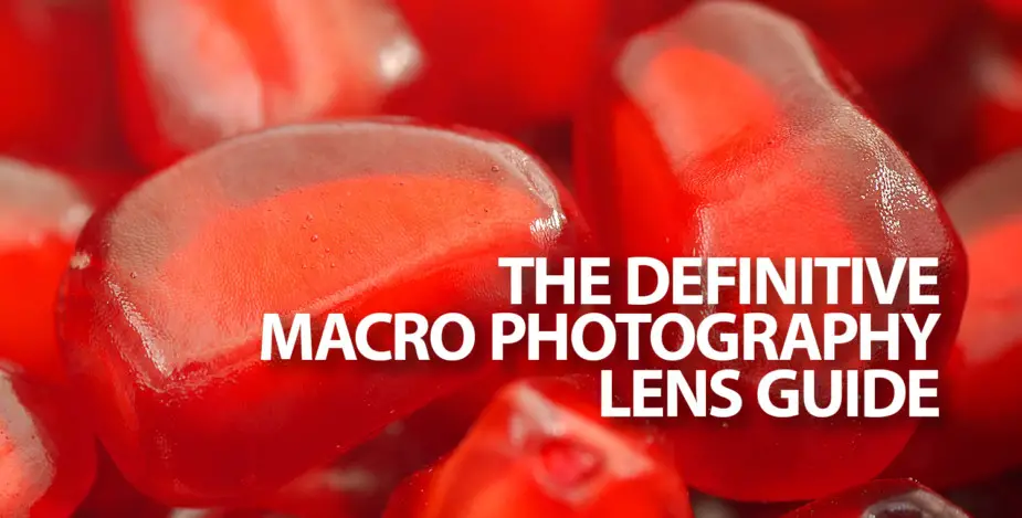 The Beginner's Guide to Macro Lens Selection
