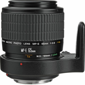 Canon MP-E 65mm lens. A challenging macro lens to use for photography. Possibly the best lens for macro photography.