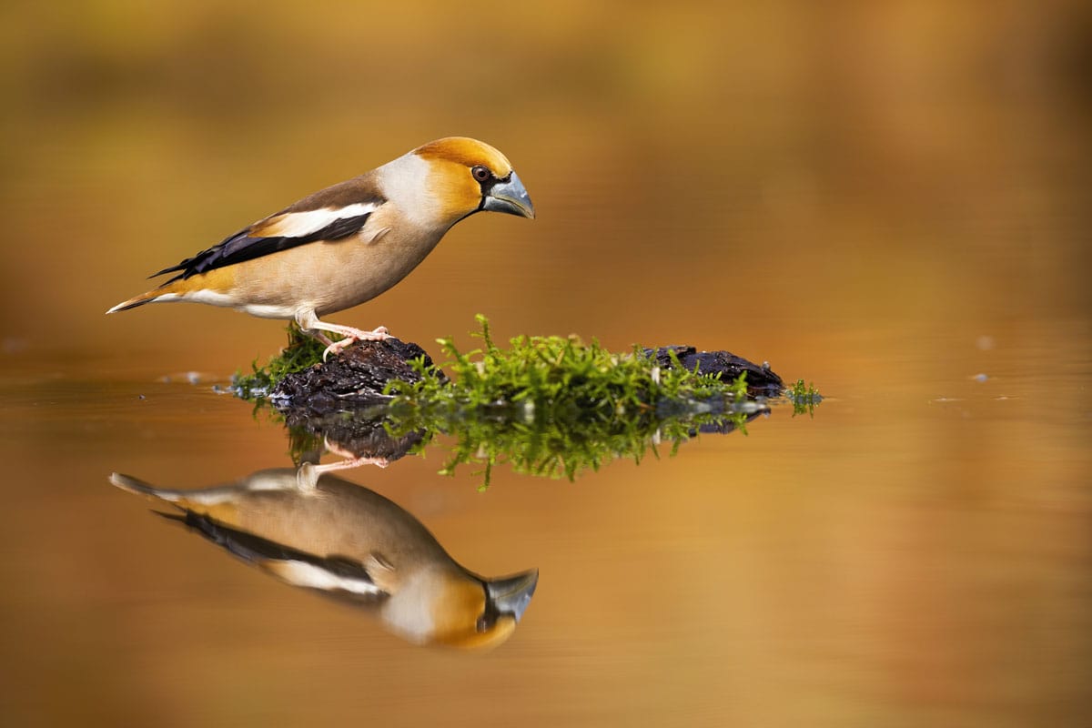 How To Use Symmetry In Photography - Beyond Photo Tips
